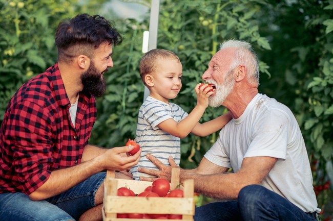 Grandfather,son and grandson working in greenhouse,picking tomatoes