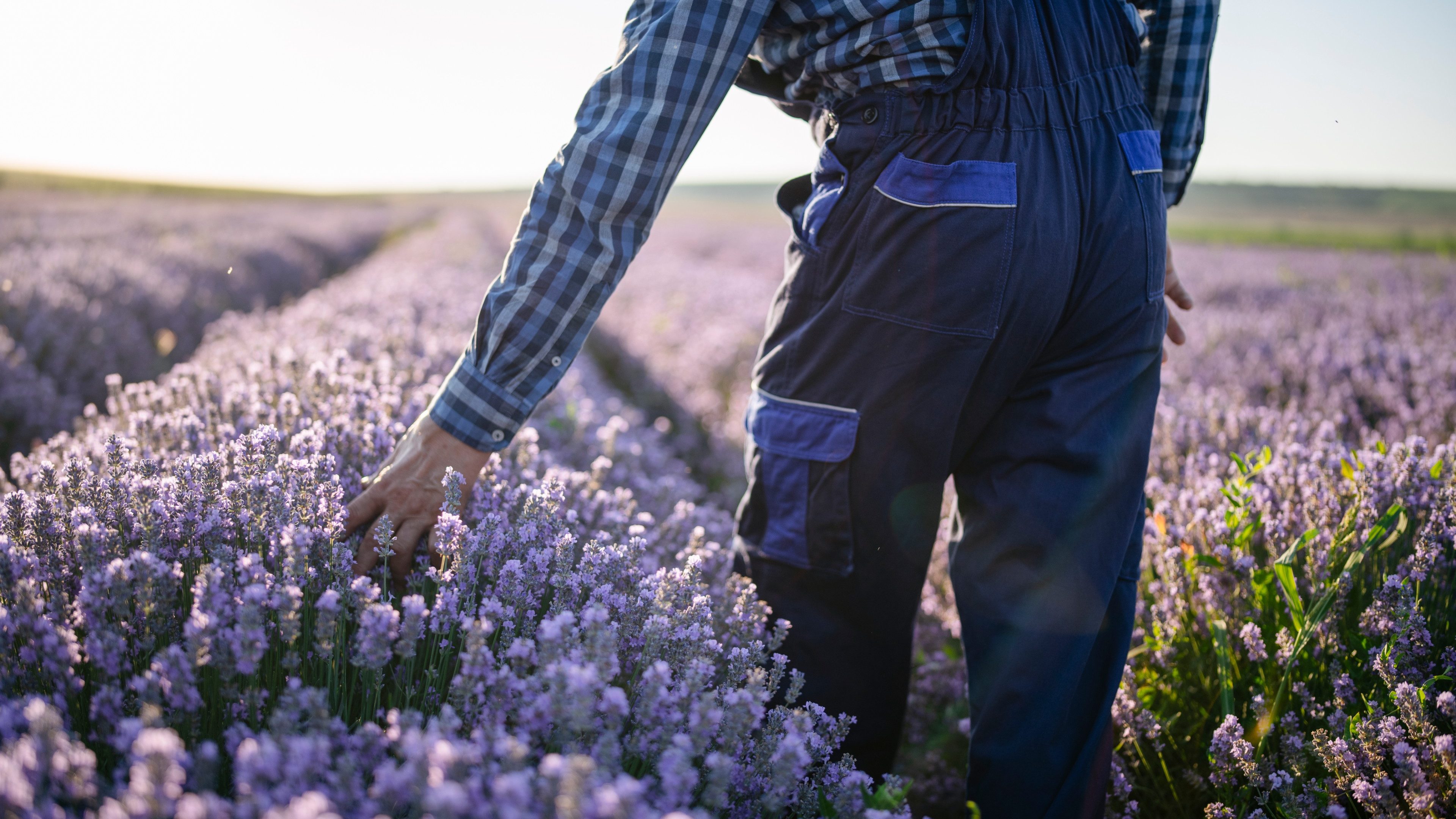 Rear view of senior farmer walking in field and enjoyment on his lavender agriculture fields at sunset.